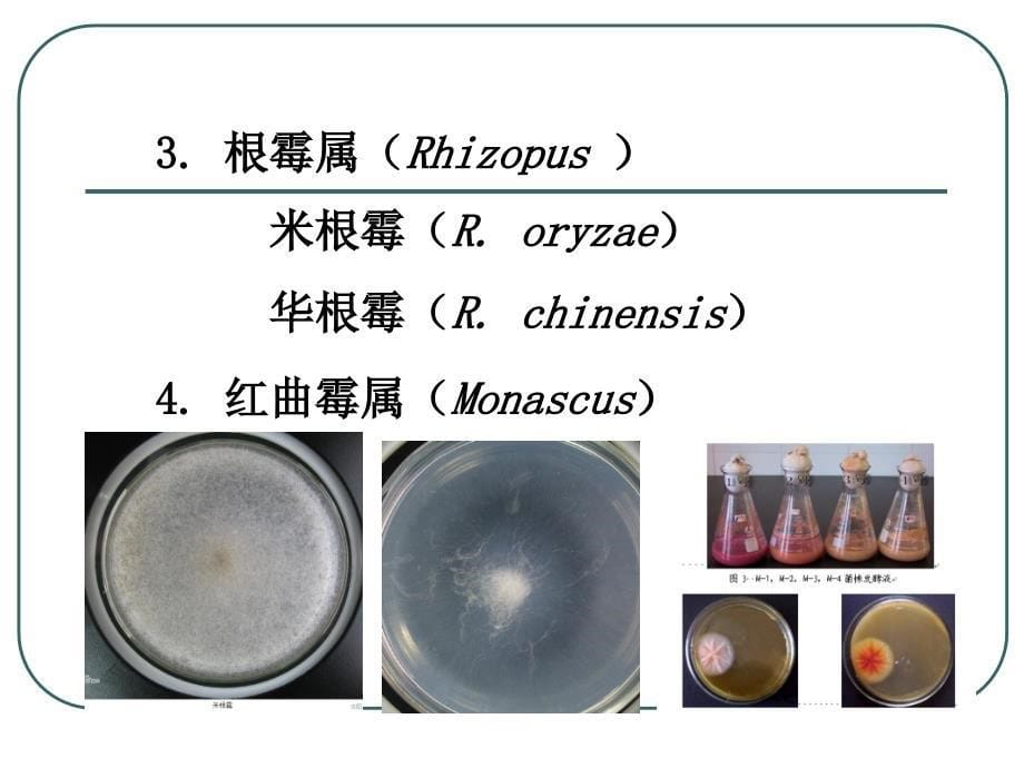 二章菌种选育保藏与复壮_第5页