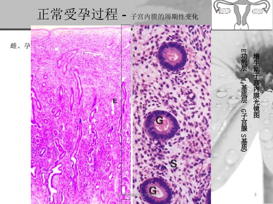 米非司酮的避孕原理课件_第3页