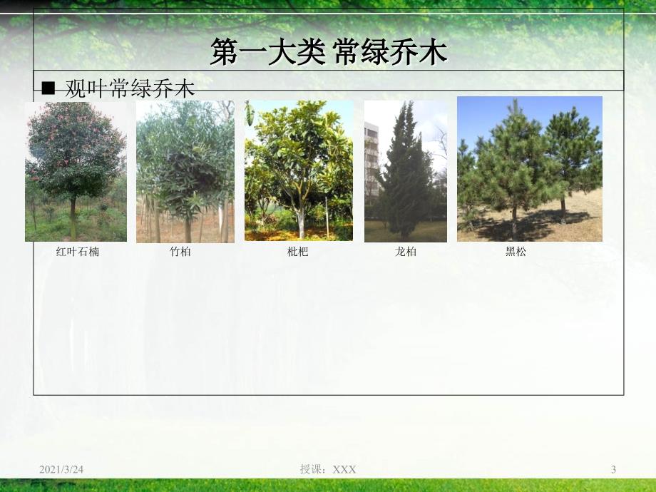 贵州常用树种2014.10PPT课件_第3页