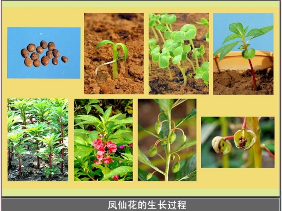 最新三年级科学下册植物的生长变化6开花了结果了课件1教科版教科版小学三年级下册自然科学课件_第2页