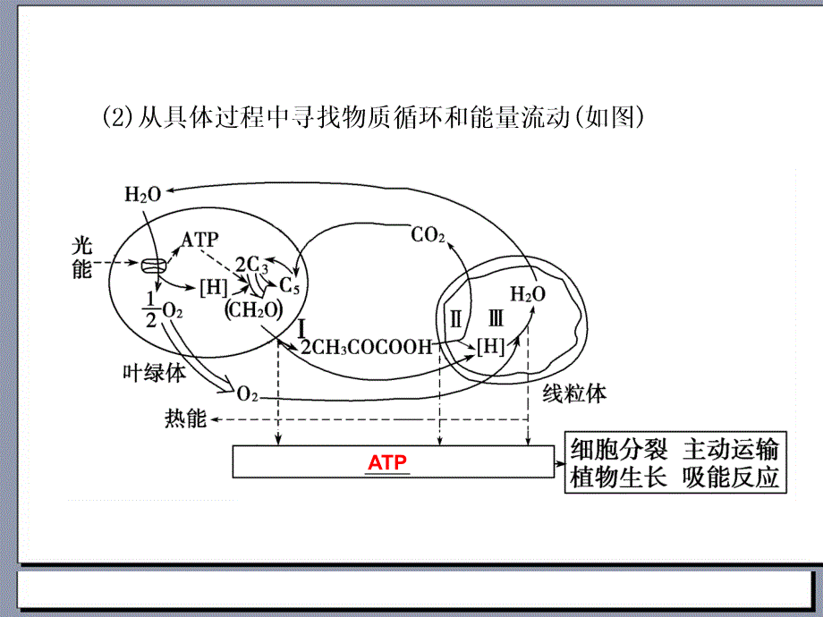 2012届高三生物步步高一轮复习课件人教版第3单元第12课时光合作用和细胞呼吸相关知识与题型_第3页