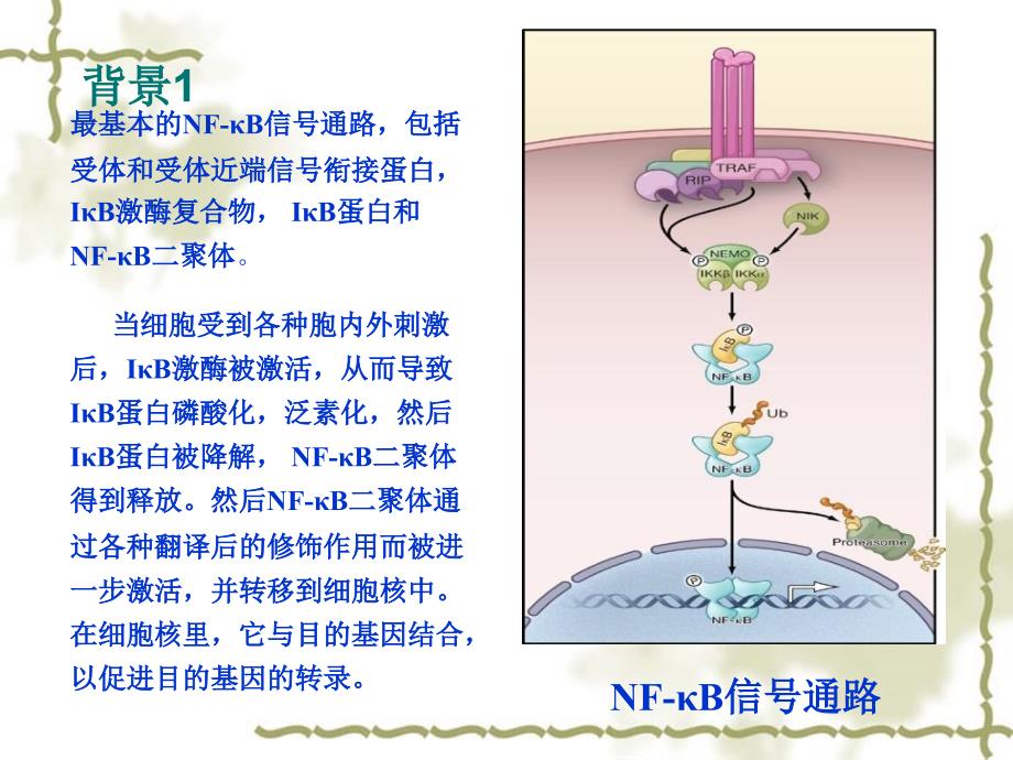 NFKB信号通路综述_第4页