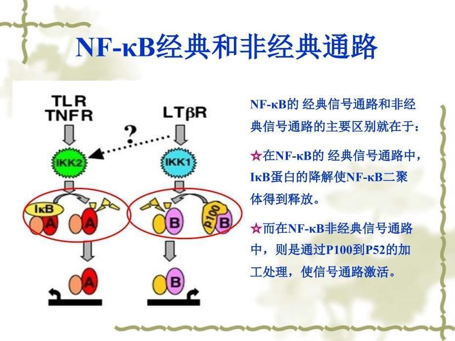 NFKB信号通路综述_第5页