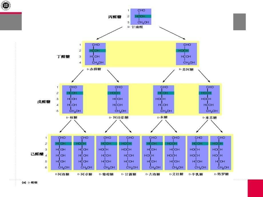 上课3第四部分碳水化合物_第5页