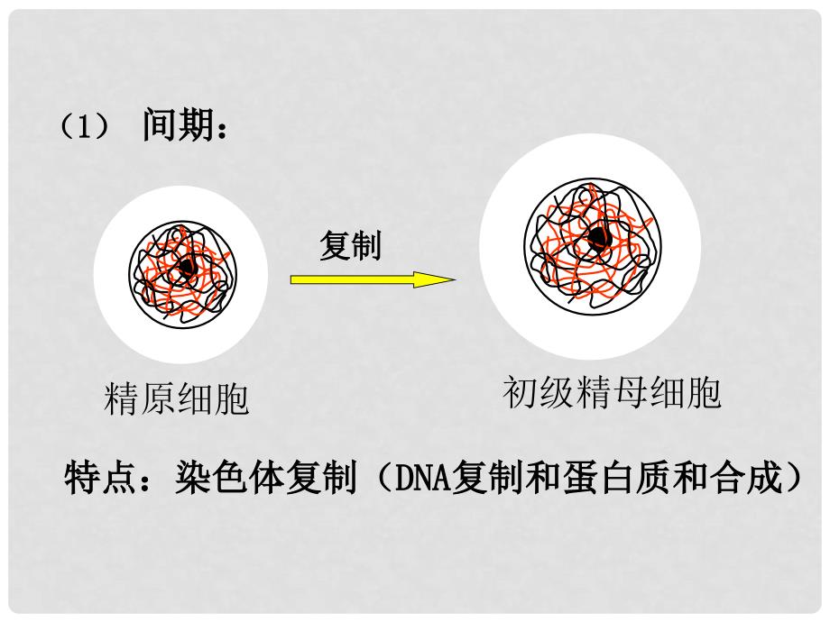 高中生物 第2章 第1节 减数分裂和受精作用 设计一 减数分裂（一）课件 新人教版必修2_第4页