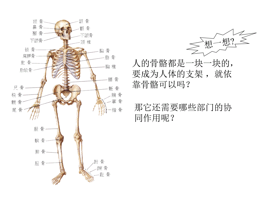 体育理论：《人体和运动》_第2页