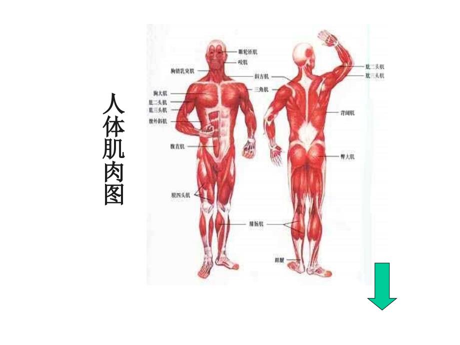 体育理论：《人体和运动》_第3页