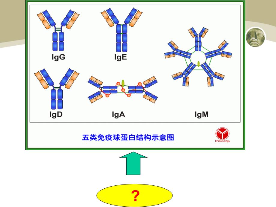 医学免疫学：11 B淋巴细胞_第1页