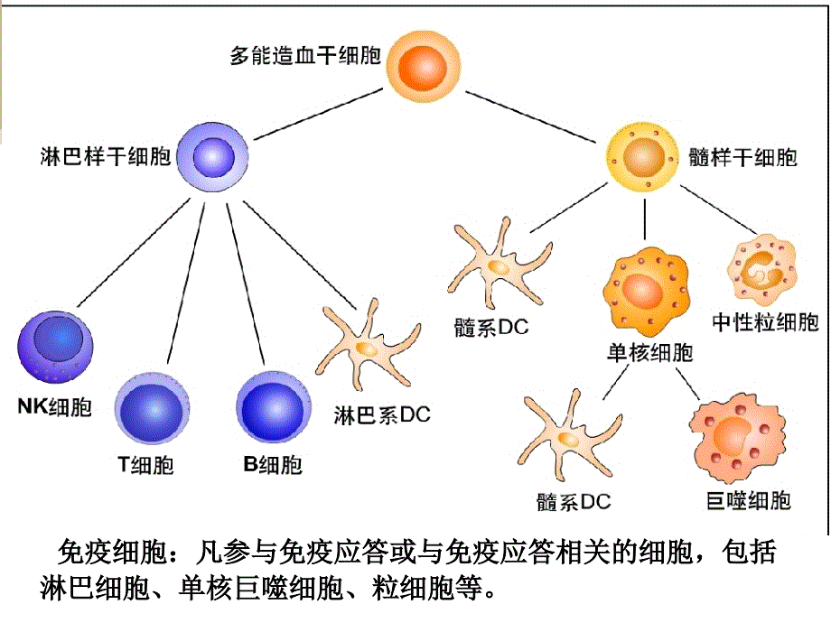 医学免疫学：11 B淋巴细胞_第3页