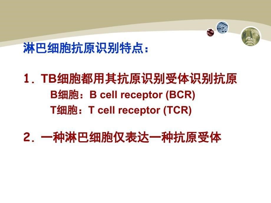 医学免疫学：11 B淋巴细胞_第5页