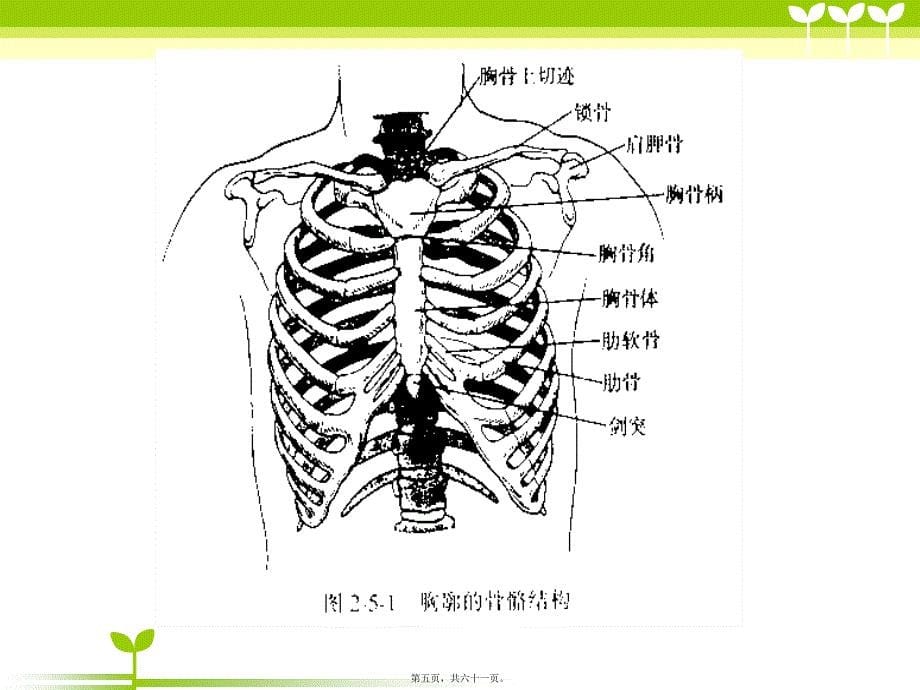 医学专题—肺部评估8586_第5页