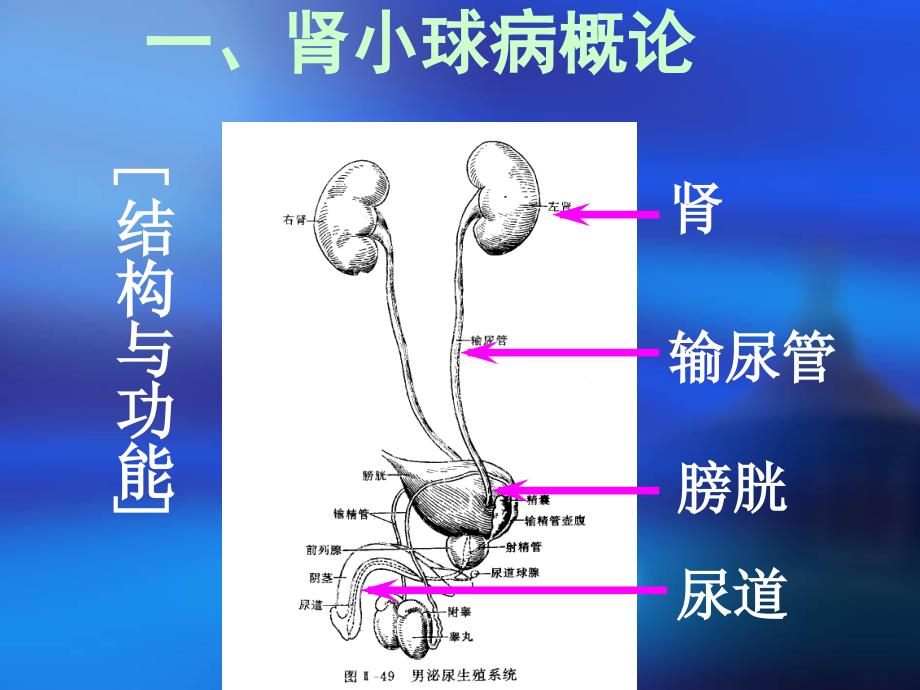 第9章泌尿系统疾病_第2页