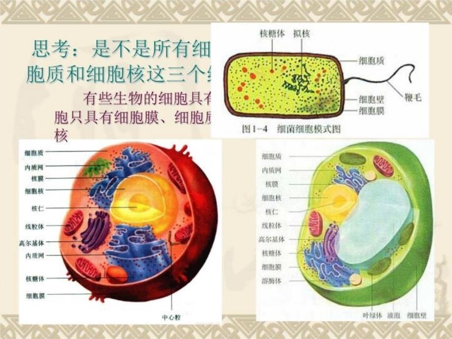 最新原核细胞和真核细胞的比较PPT课件_第4页