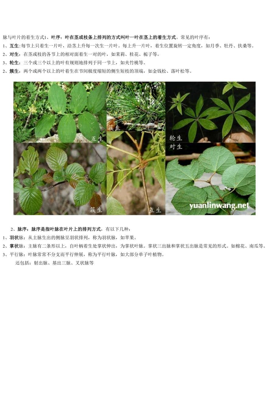 叶脉与叶片的着生方式_第1页