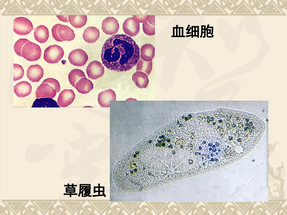 生物学必修311《细胞生活的环境》PPT课件_第2页