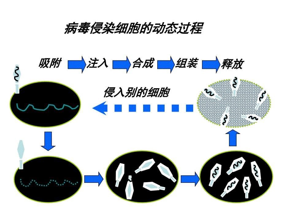 从生物圈到细胞_第5页