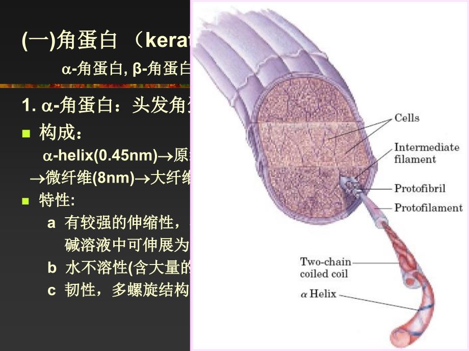 3蛋白质结构2_第2页