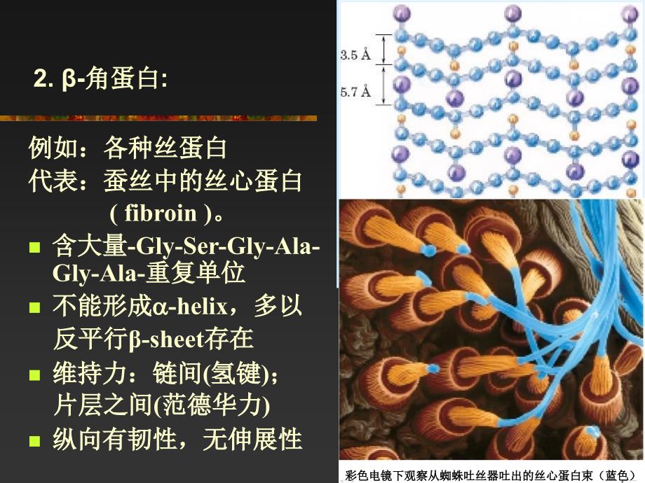 3蛋白质结构2_第3页