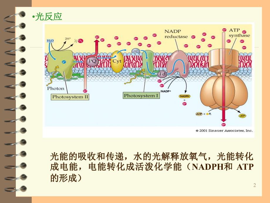 植物生理学呼吸作用_第2页