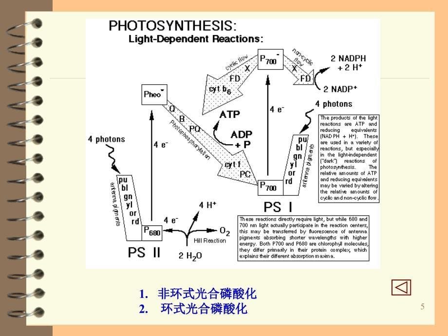 植物生理学呼吸作用_第5页