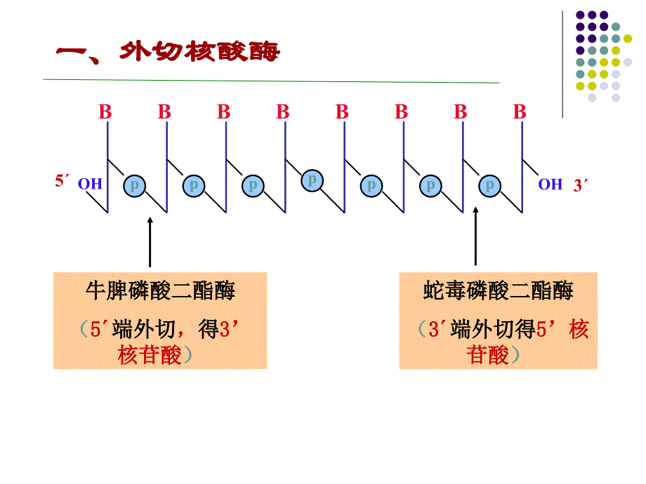 核酸的酶促降解与苷酸代谢_第3页