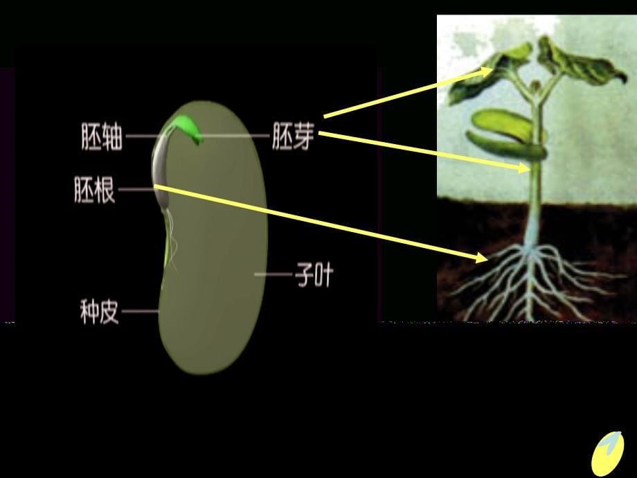 （教科版）四年级科学下册《种子的萌发》课件3_第5页