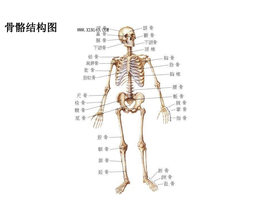 人体解剖及循环系统PP课件PPT文档资料_第2页