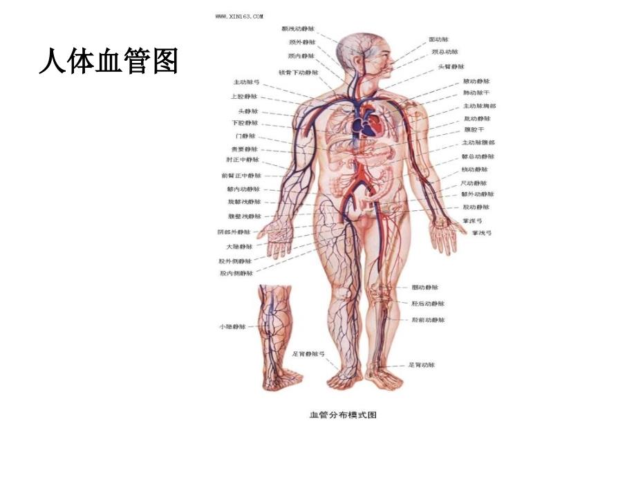 人体解剖及循环系统PP课件PPT文档资料_第4页