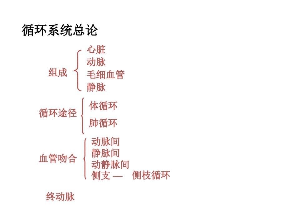 人体解剖及循环系统PP课件PPT文档资料_第5页