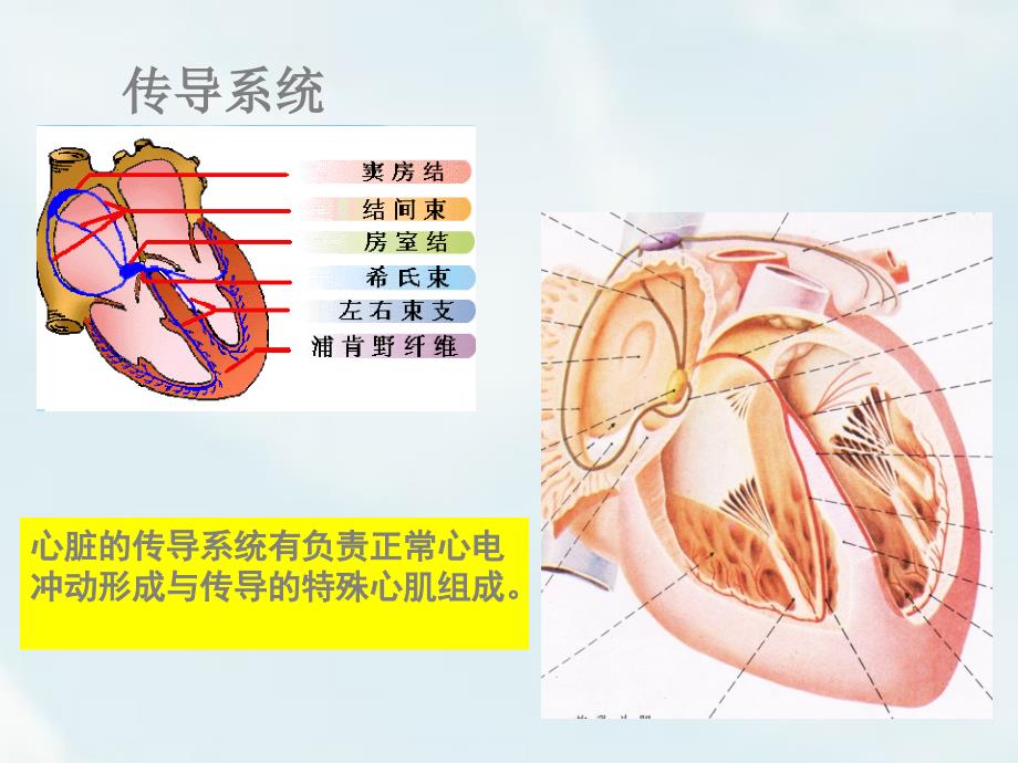 内科护理学循环系统心律失常_第3页