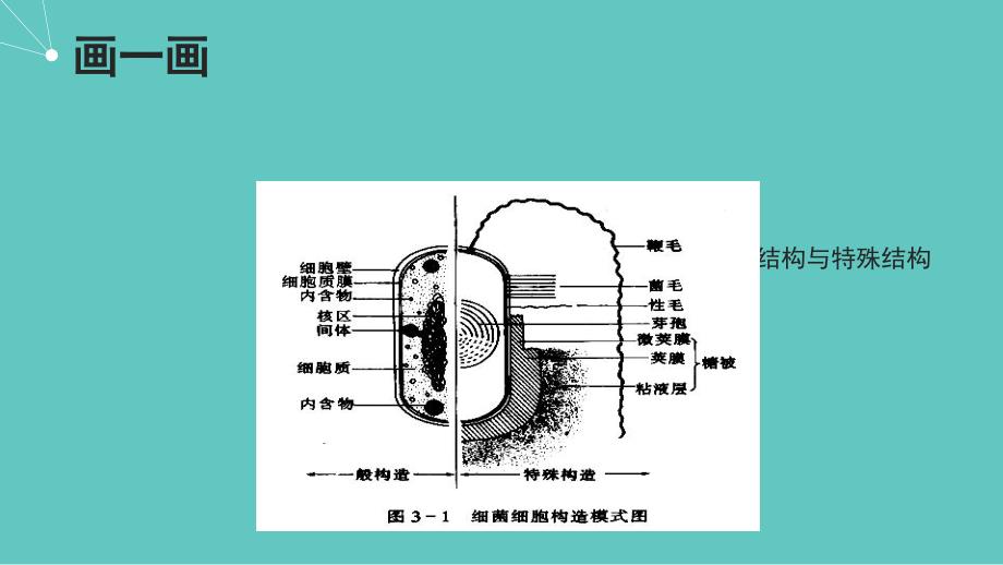 病原生物与免疫学-常见病原菌_第4页