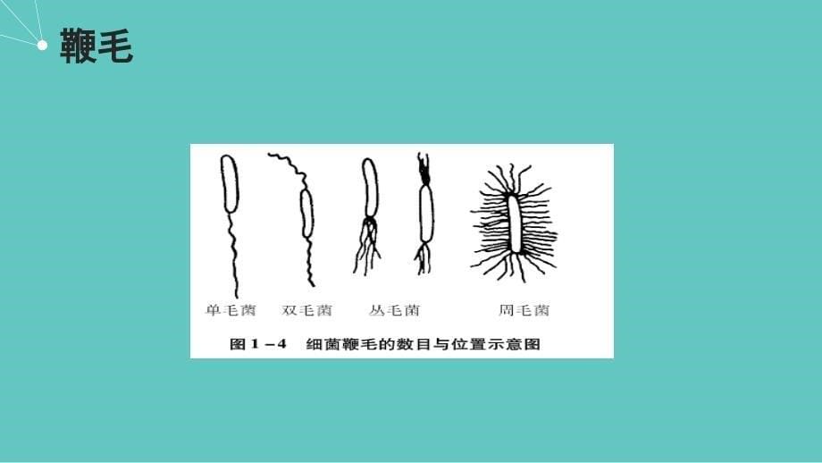 病原生物与免疫学-常见病原菌_第5页