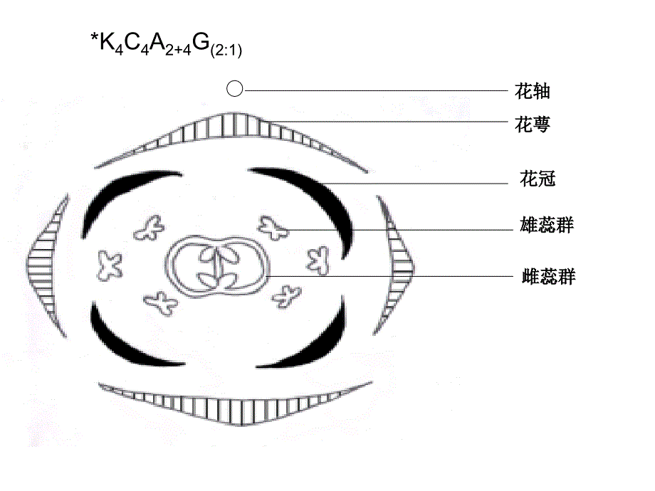 实验三被子植物分科蝶形花科含羞草科苏木科胡椒科、菊科_第3页