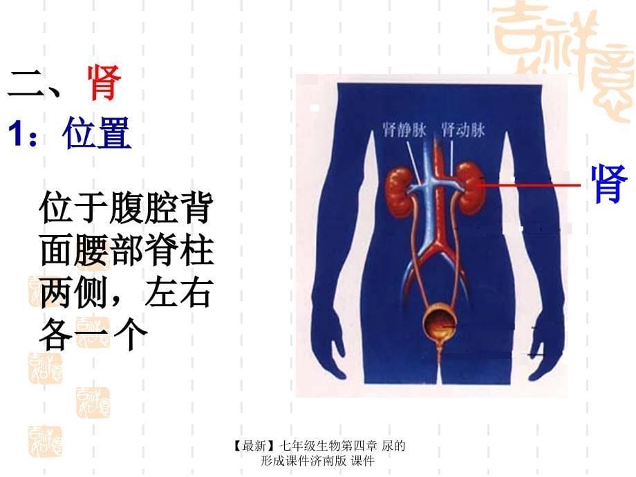 最新七年级生物第四章尿的形成课件济南版课件_第5页