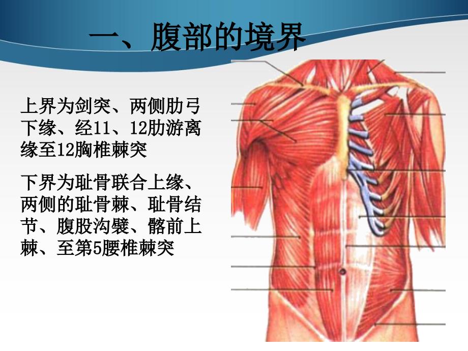 腹部表面解剖_第3页