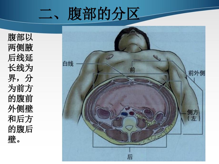 腹部表面解剖_第4页