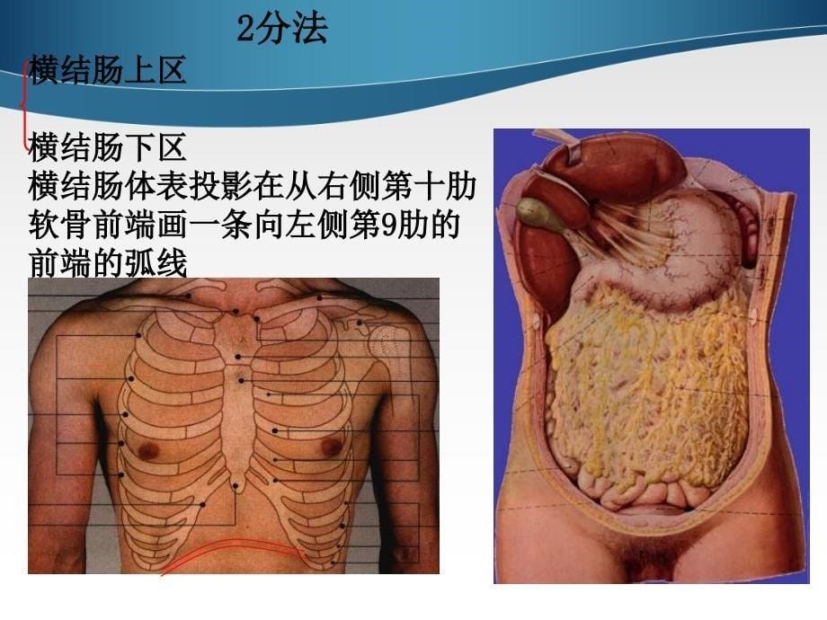 腹部表面解剖_第5页