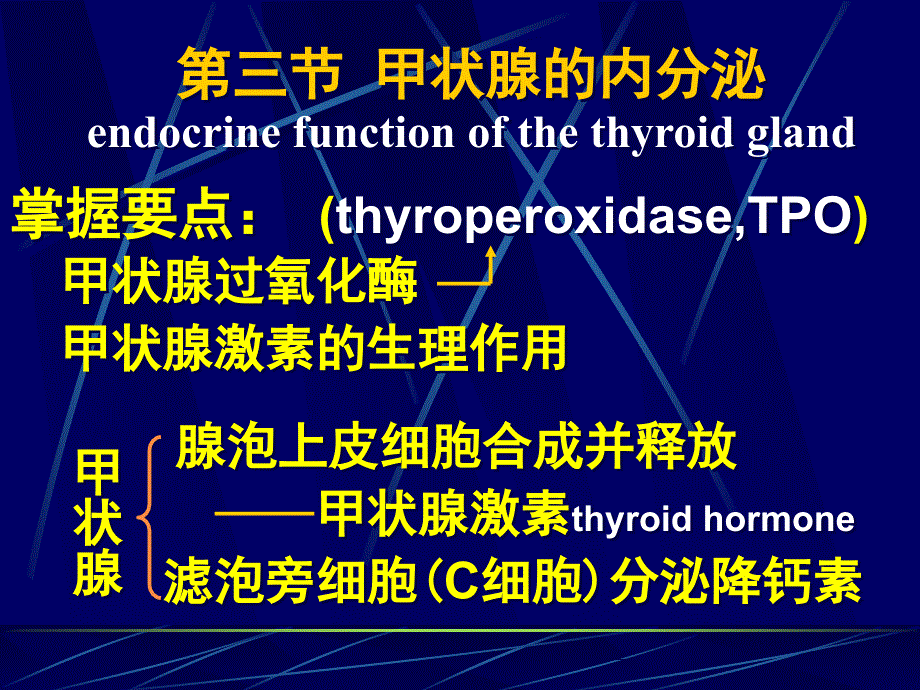 甲状腺的内分泌PPT课件_第1页