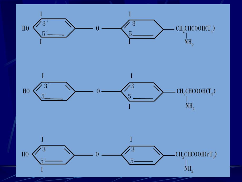 甲状腺的内分泌PPT课件_第3页