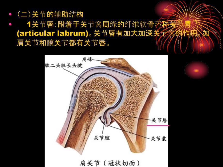 运动解剖学5骨连结概述文档资料_第4页