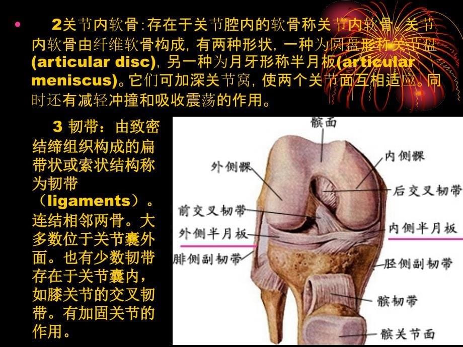 运动解剖学5骨连结概述文档资料_第5页