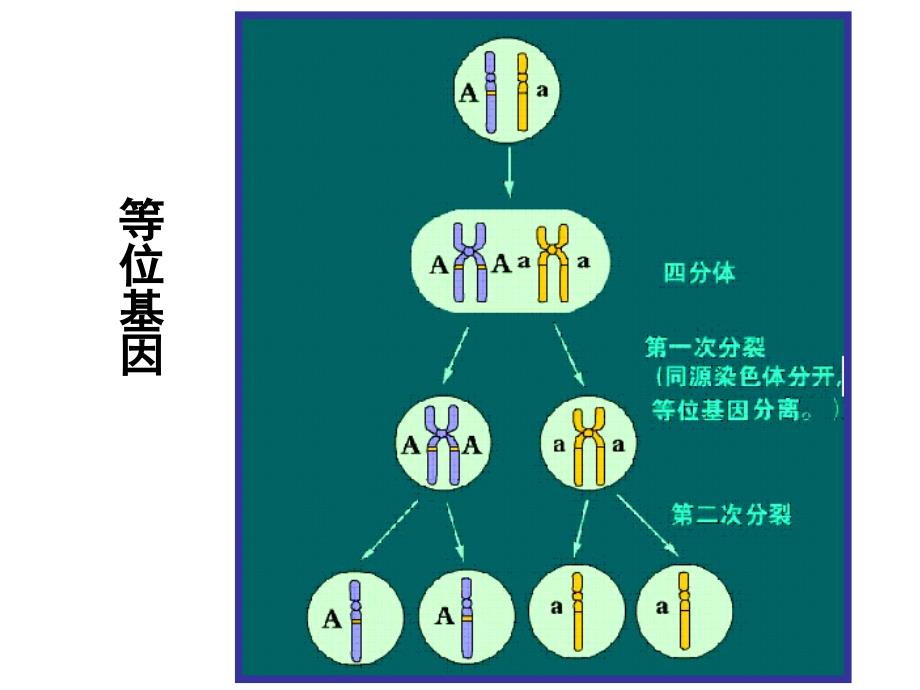 概念图复习（必修二）_第4页