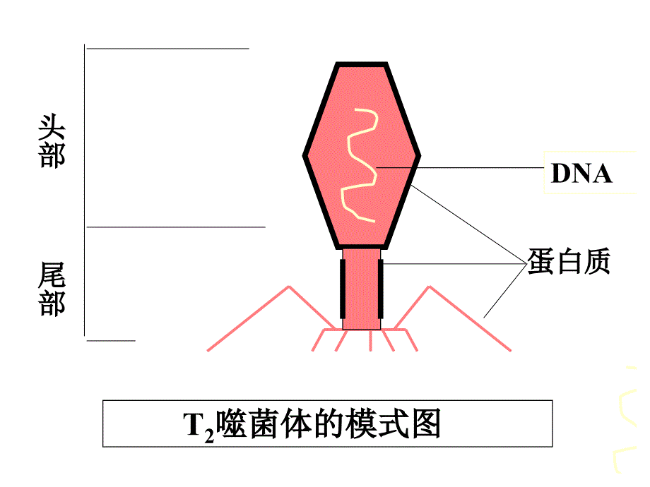 噬菌体侵染细菌过程_第2页