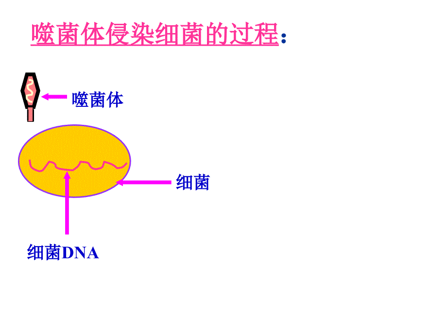 噬菌体侵染细菌过程_第3页