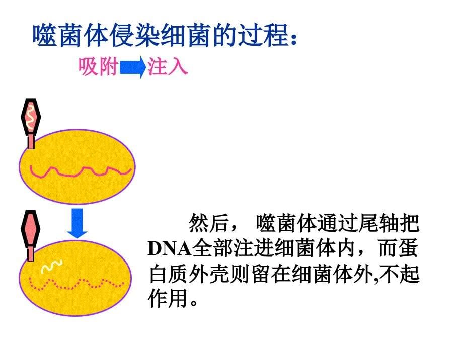 噬菌体侵染细菌过程_第5页