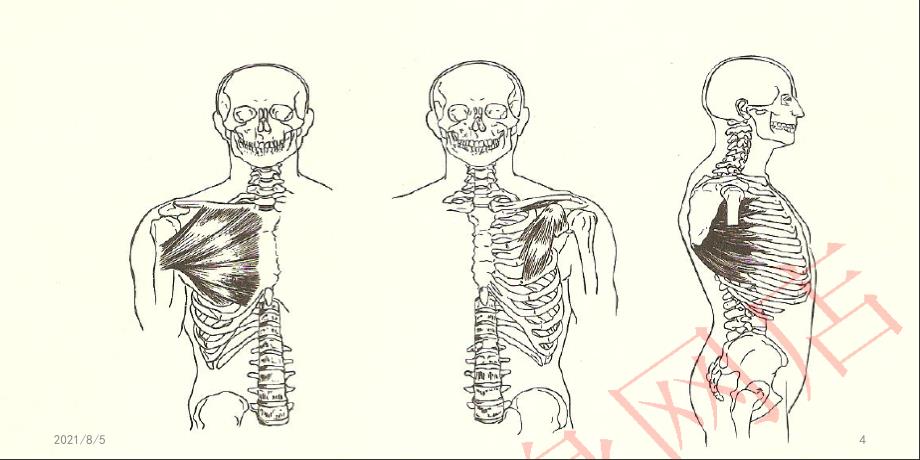 滇池学院体适能课件阻力训练技巧_第4页