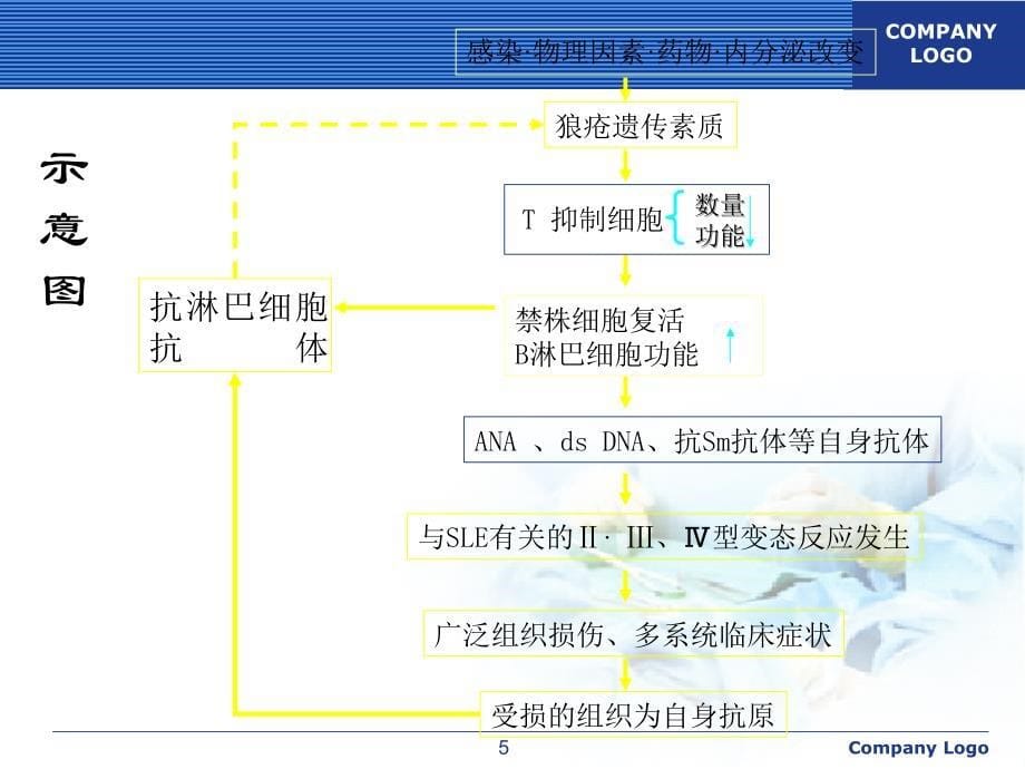 结缔组织疾病 PPT课件_第5页