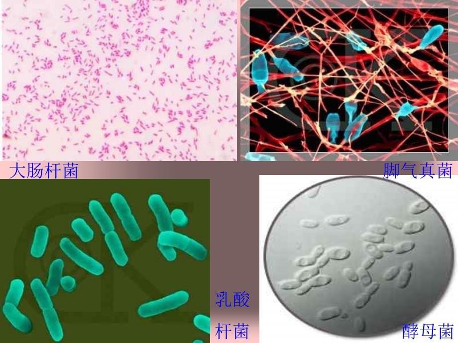 教学课件第一节细菌和真菌的分布_第5页