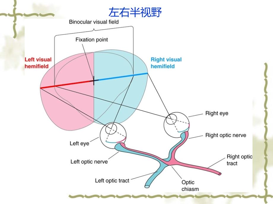 神经生物学课件：7视皮层的信号处理_第3页