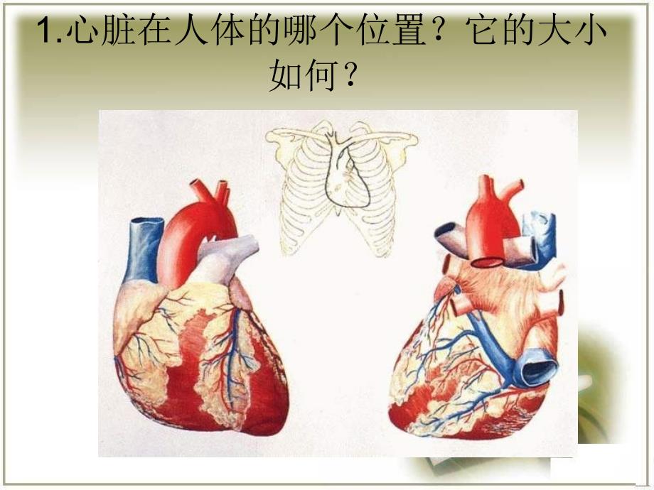 四年级下科学ppt课件-心脏的保健首师大版_第2页